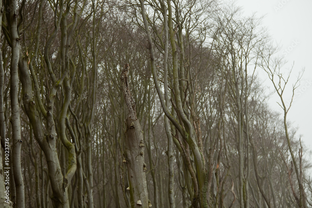 Obraz premium Geisterwald, Nienhagen, Mecklenburg-Vorpommern, Deutschland
