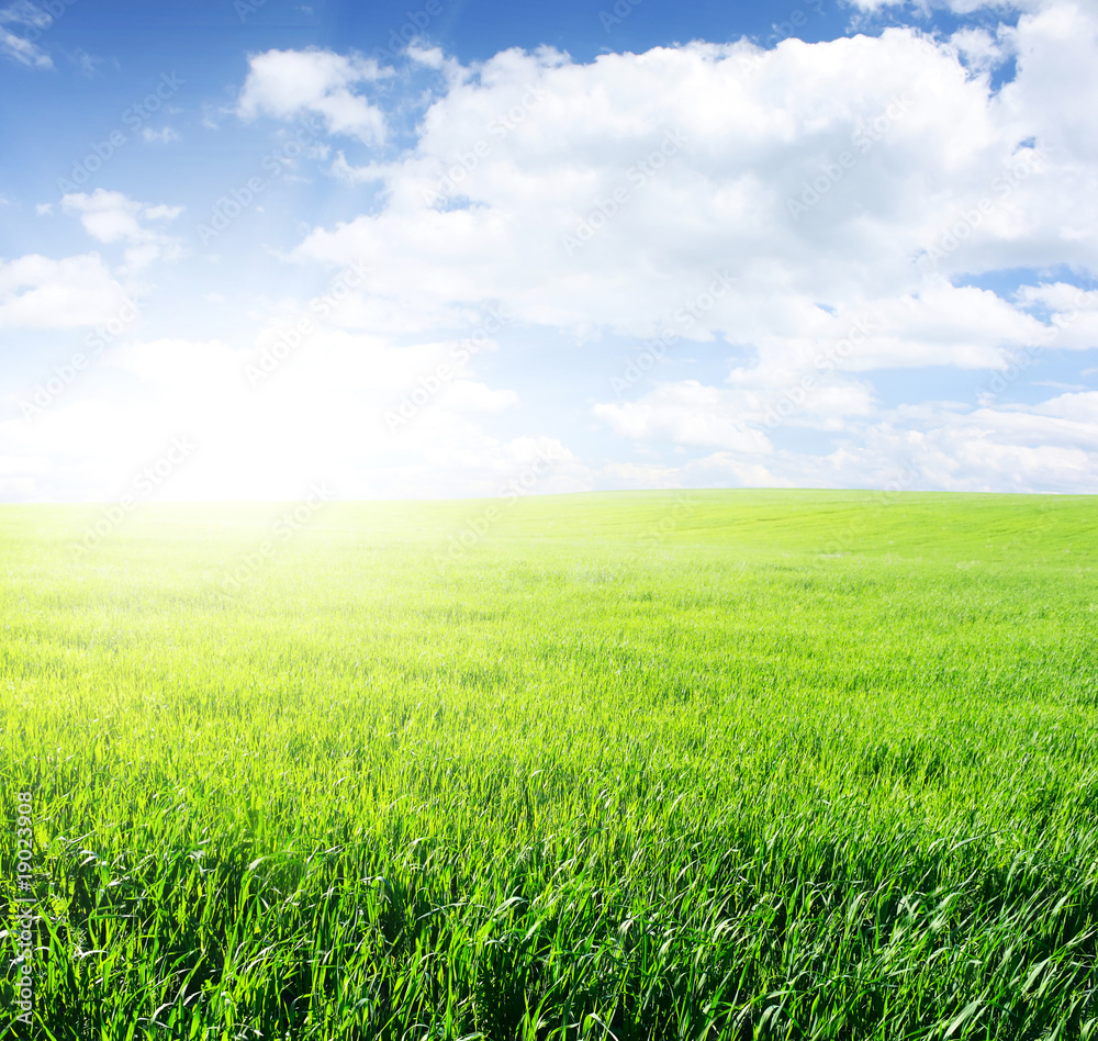 Meadow Meadow