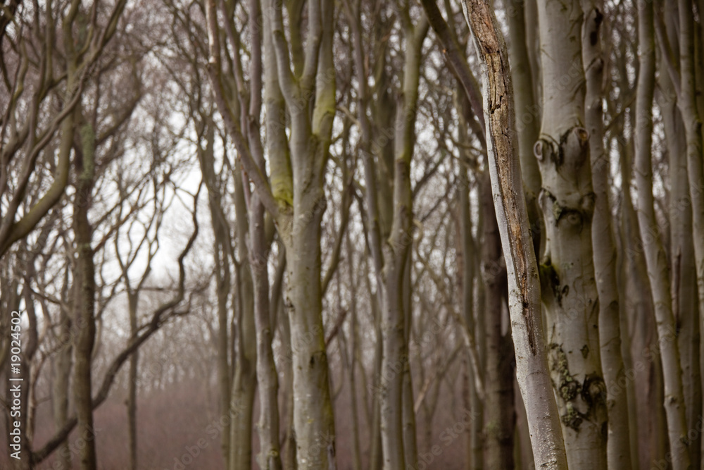 Obraz premium Geisterwald, Nienhagen, Mecklenburg-Vorpommern, Deutschland
