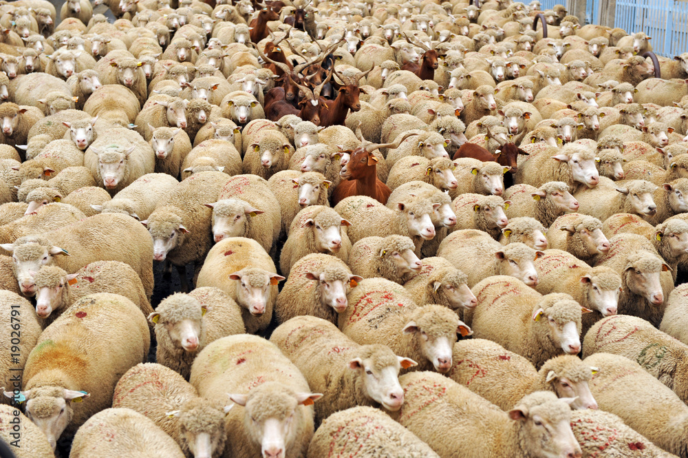 transhumance