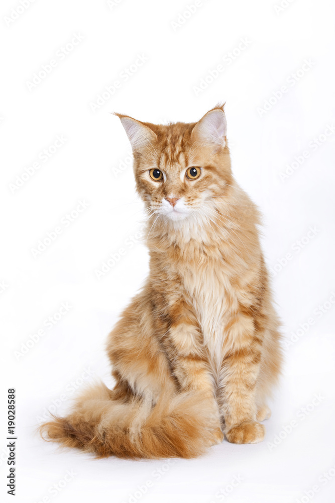 Red Cat, Maine Coon