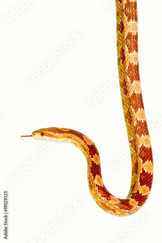 Corn snake photo