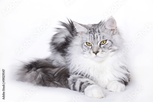 Fototapeta Naklejka Na Ścianę i Meble -  Beautiful cat, Maine Coon