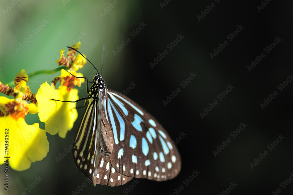 Obraz premium 蝶の楽園