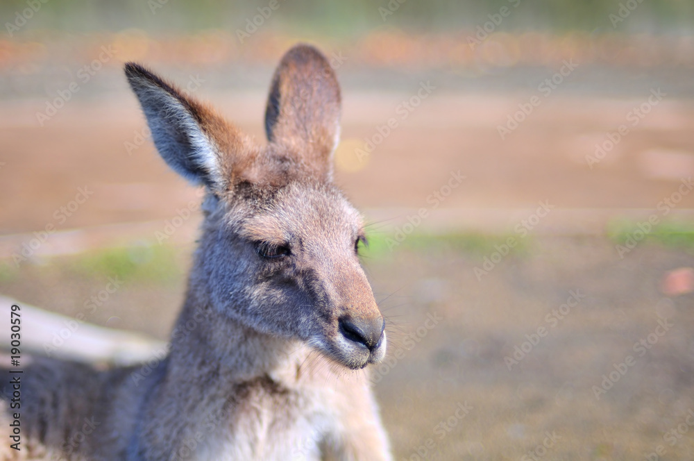 カンガルーのポートレート