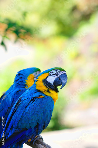 ルリコンゴウインコ