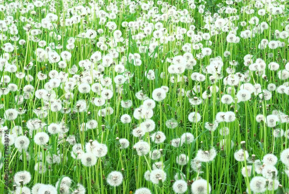 Fototapeta premium Dandelion field