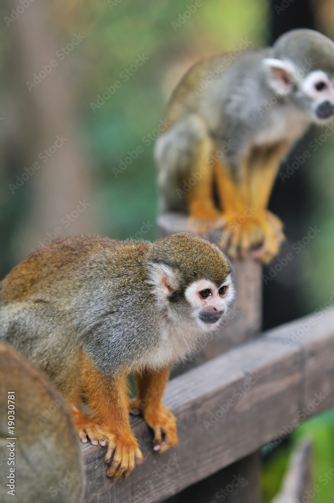 リスザル リスザル