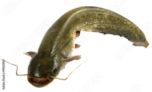 Obraz na płótnie Bullhead fish