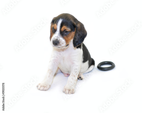 Tri-colored beagle puppy sitting isolated on white background © remik44992