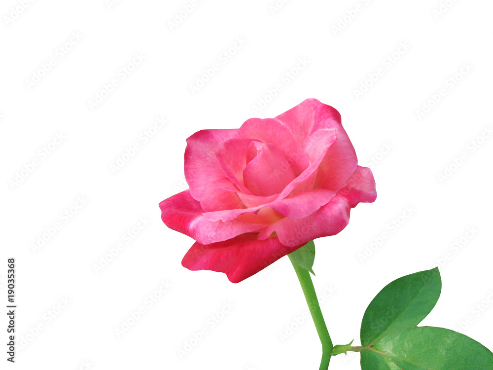 Pink Rose With Green Leaves