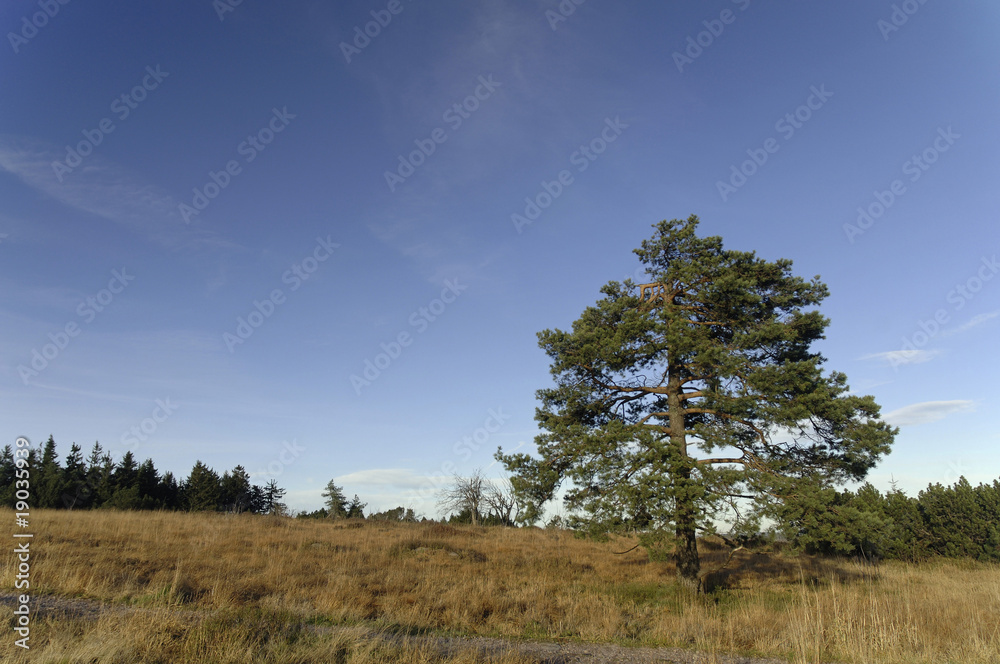 Obraz premium An der Schwarzwaldhochstrasse