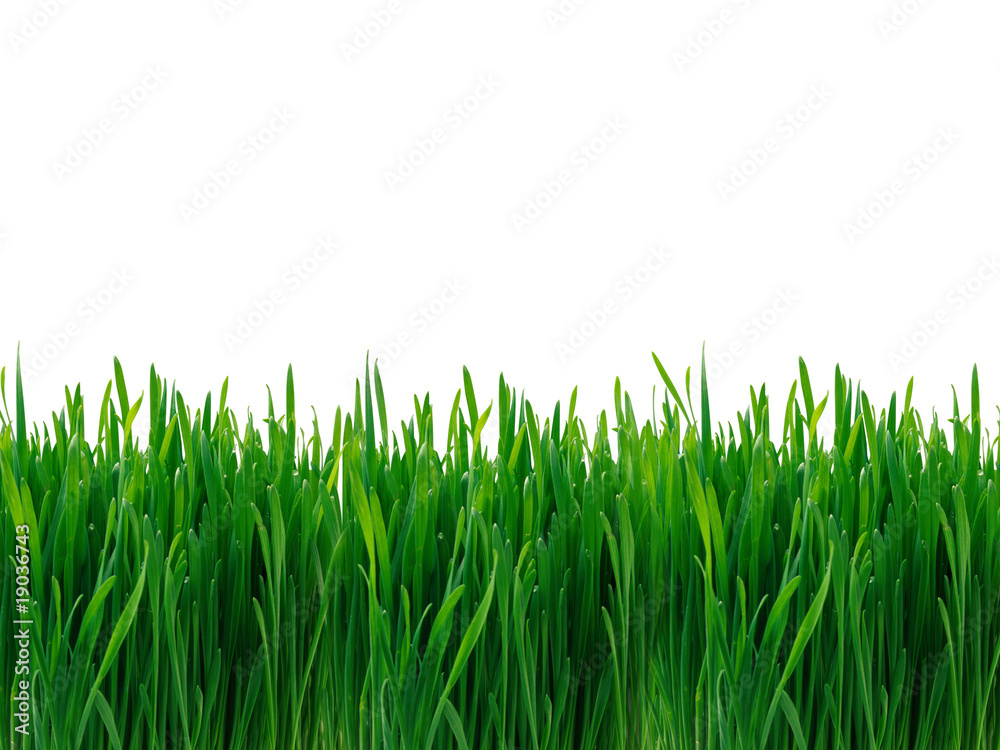 Obraz premium grass