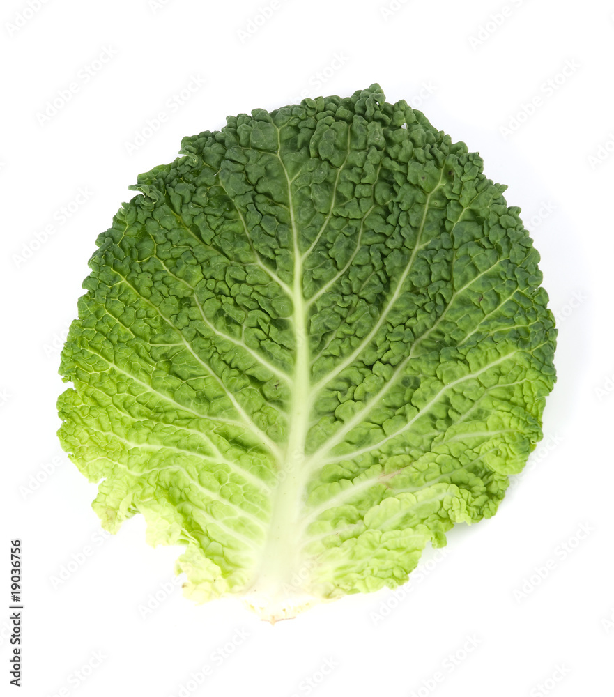 Leaf of Savoy Cabbage Leaf of Savoy Cabbage