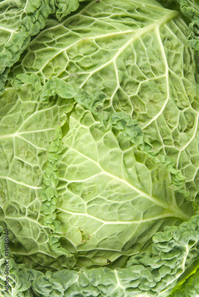 Background of savoy cabbage close up Background of savoy cabbage close up