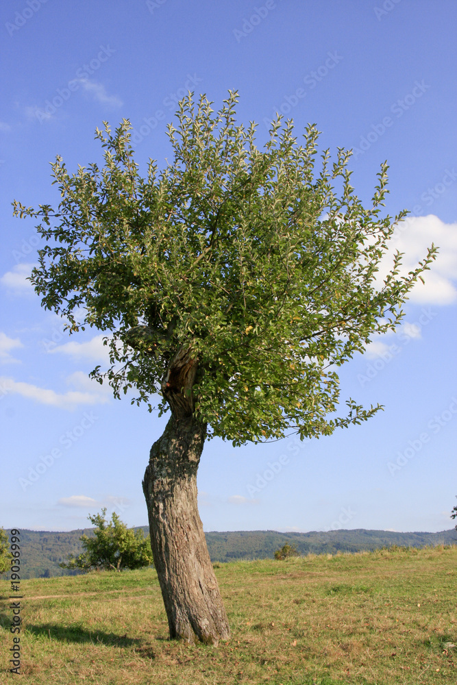 Obraz premium Apfelbaum mit schiefem Stamm