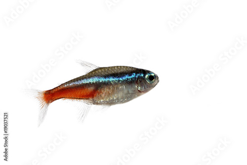 Tetra Neon Innesi