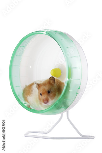 A hamster exercising in an exercise wheel