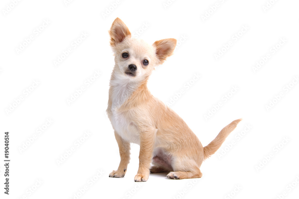 Chihuahua isolated on white