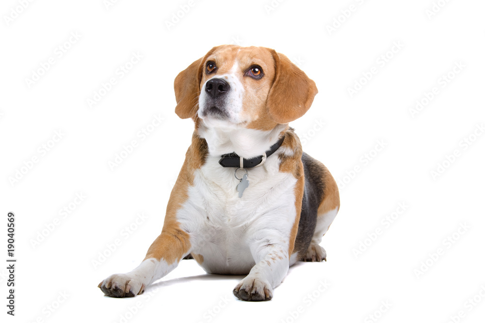 beagle dog isolated on a white background