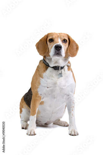 beagle dog isolated on a white background © Erik Lam