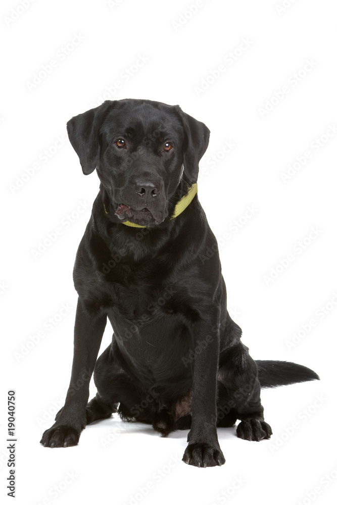 black labrador retriever