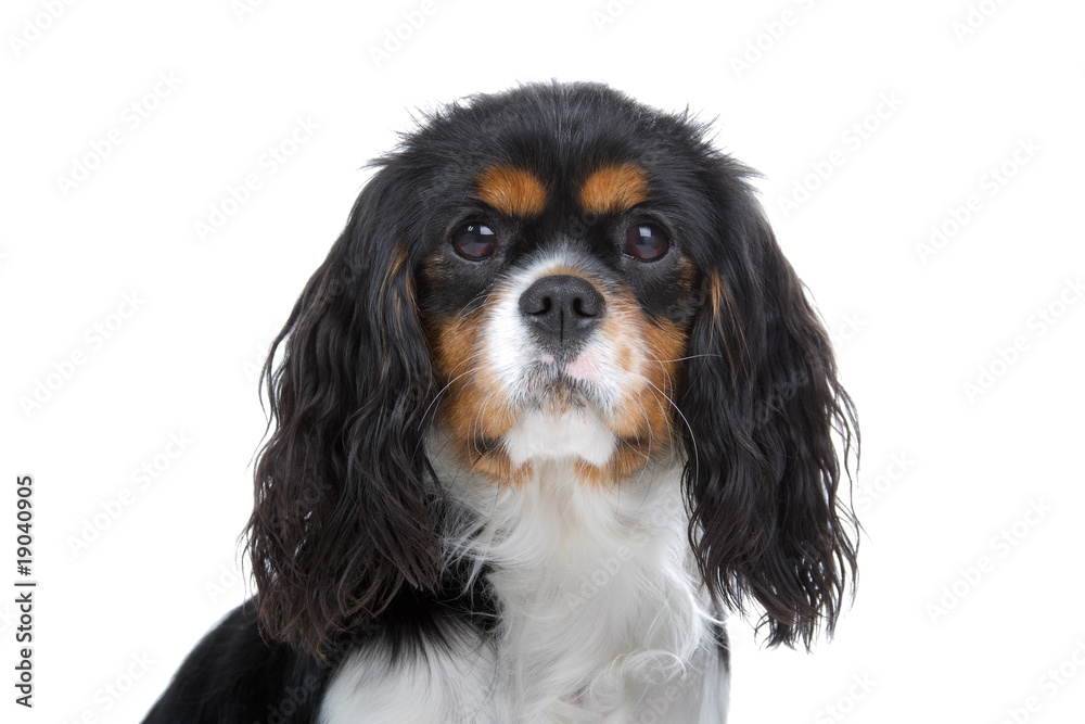 Cavalier King Charles Spaniel in front of a white background Cavalier King Charles Spaniel in front of a white background