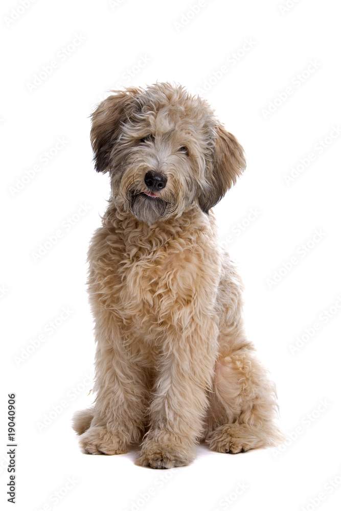 mixed breed dog isolated on a white background mixed breed dog isolated on a white background