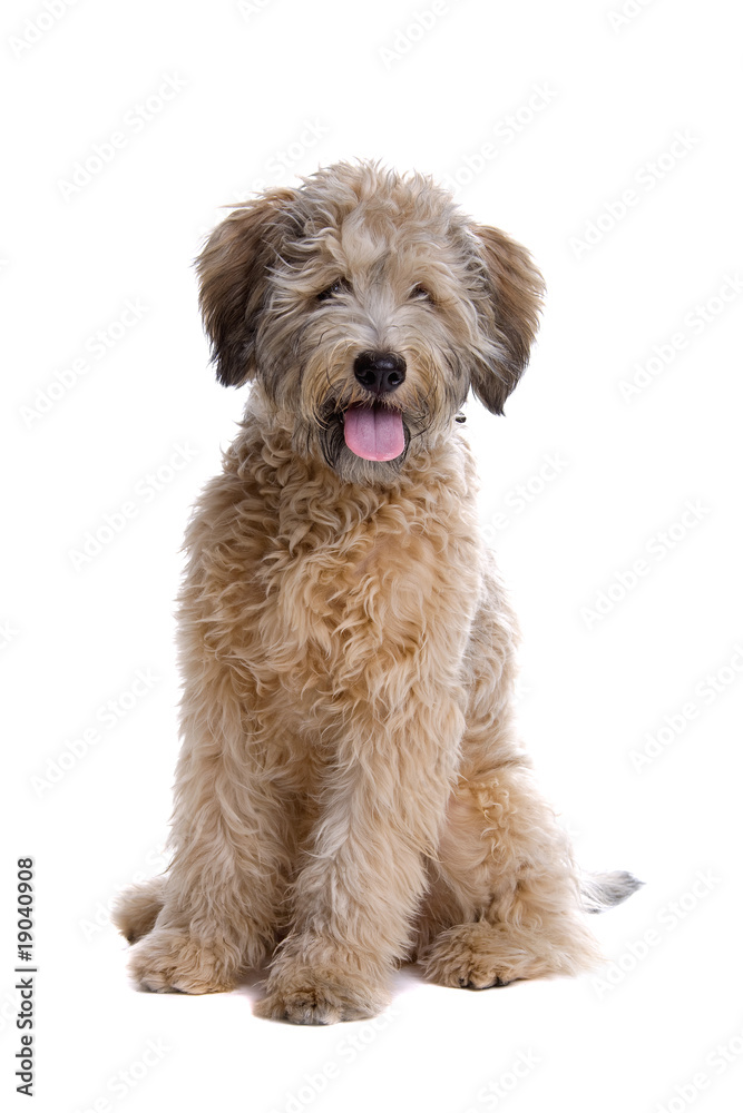 mixed breed dog isolated on a white background