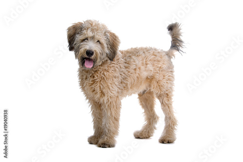 mixed breed dog isolated on a white background Fototapet