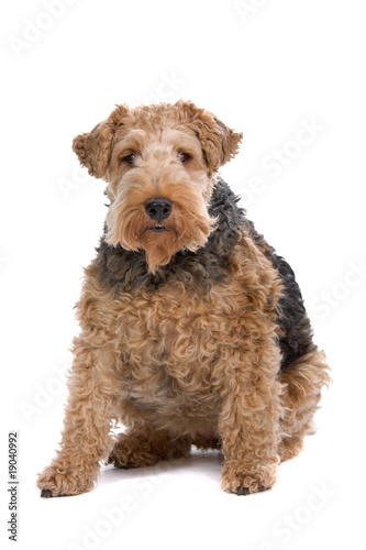 a fat welsh terrier dog