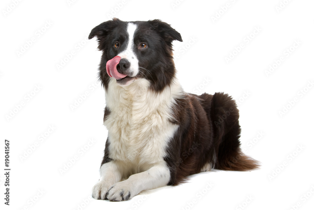 border colllie dog isolated on white border colllie dog isolated on white
