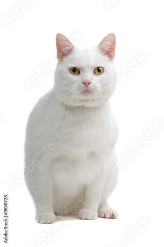 European white Shorthair cat in front of a white background