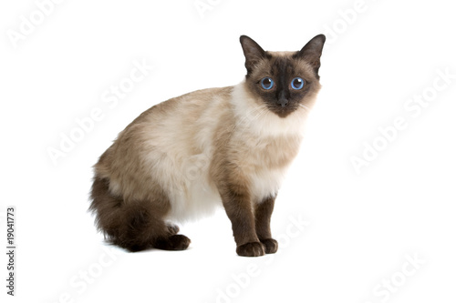 Fotografía Balinese,birmanese cat isolated on white