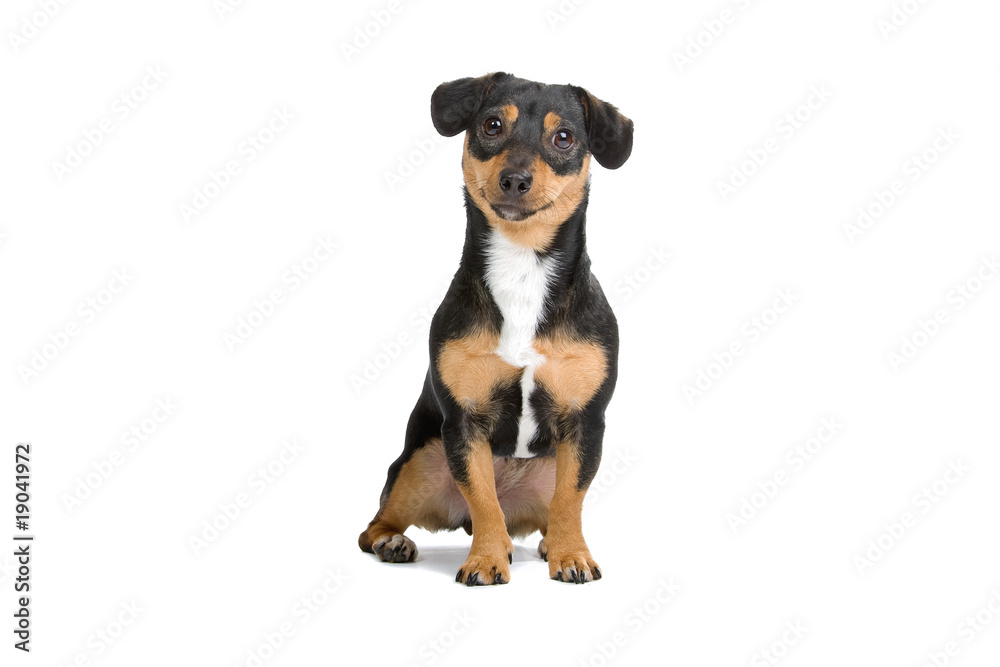 black and brown Jack Russel Terrier dog black and brown Jack Russel Terrier dog