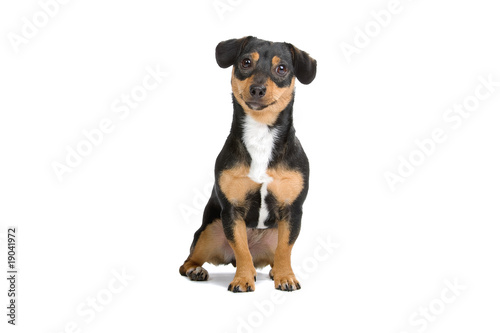black and brown Jack Russel Terrier dog © Erik Lam