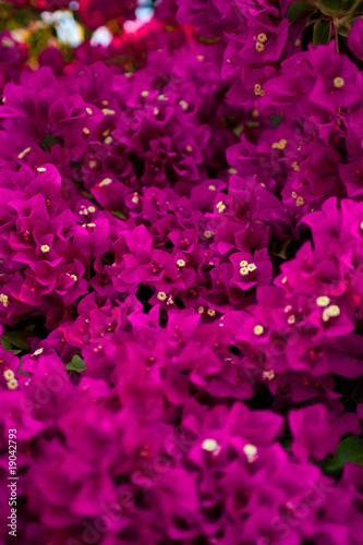 fleurs mauves