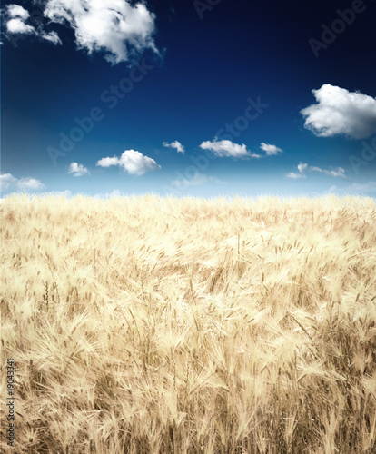 Rye