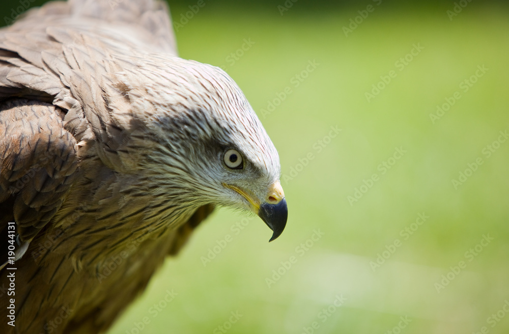Fototapeta premium bird of prey