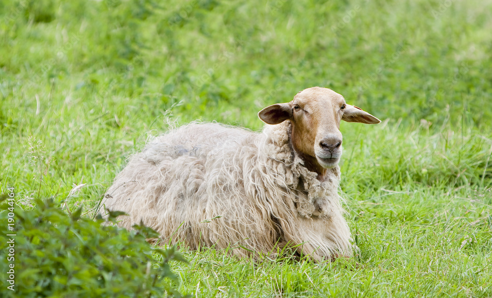 Obraz premium sheep in the field
