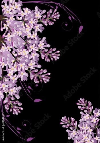 lilac flowers isolated on black