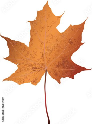 Fallen down maple leaf