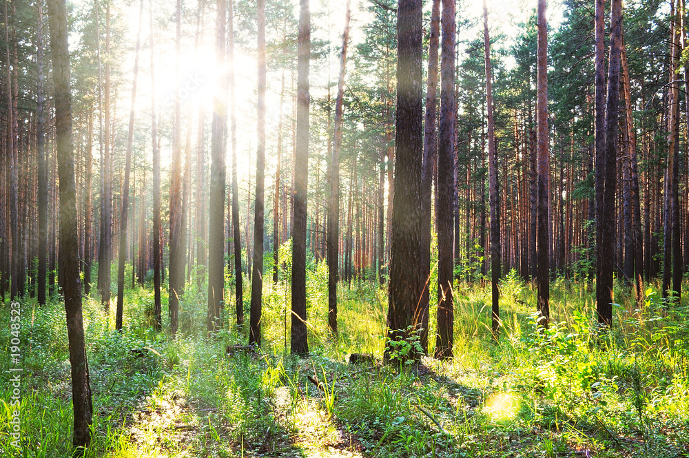 Fototapeta premium sunset