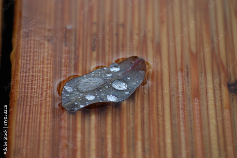 gouttes d'eau sur une feuille gouttes d'eau sur une feuille