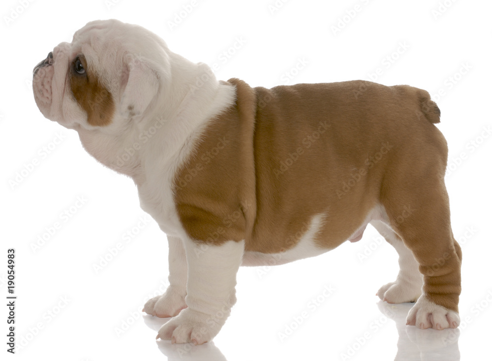 english bulldog puppy standing - seven weeks old english bulldog puppy standing - seven weeks old