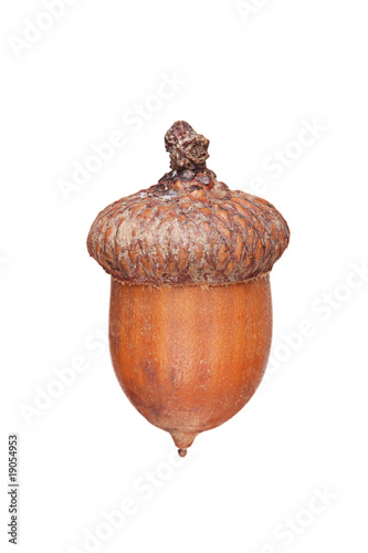A brown acorn isolated on white background