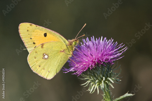 a pale clouded yellow resting on a violet flower