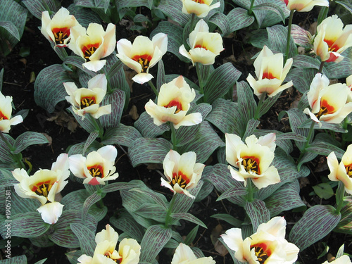 Fototapeta Naklejka Na Ścianę i Meble -  Flores Parque Nacional Holanda 16