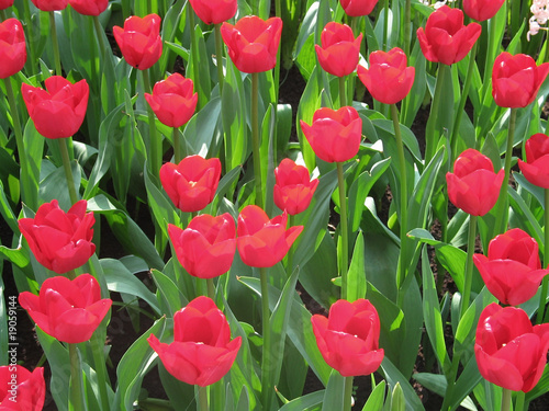 Fototapeta Naklejka Na Ścianę i Meble -  Flores Parque Nacional Holanda 27