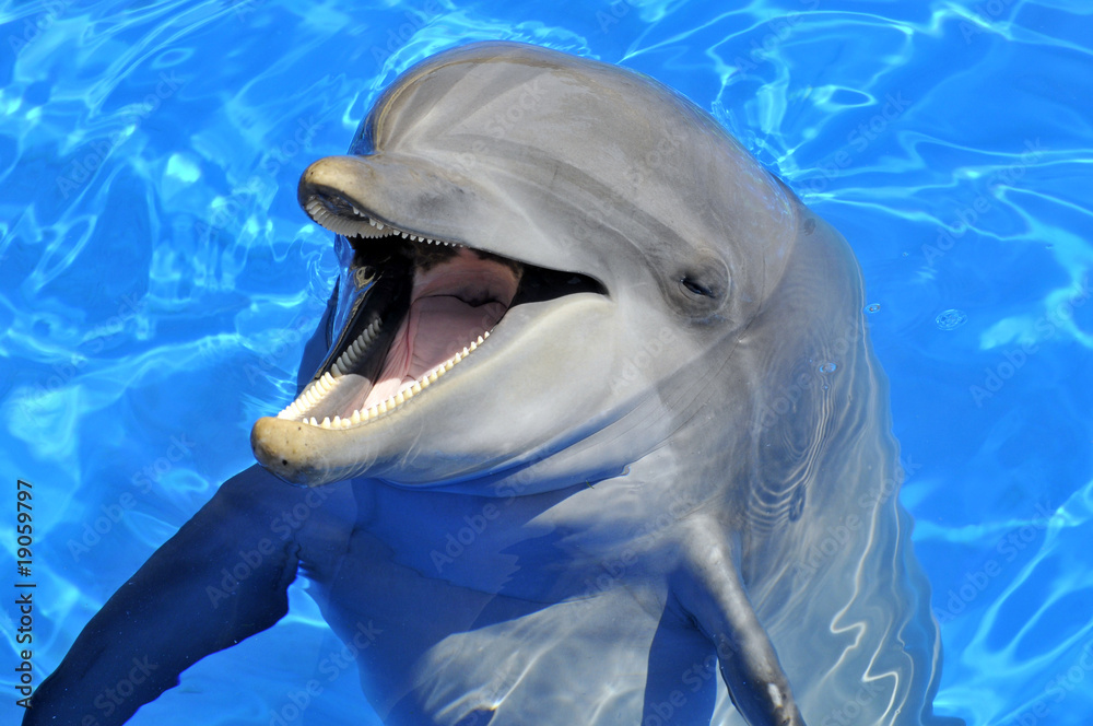 Naklejka premium Portrait d'un dauphin la bouche ouverte